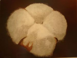 Voir le détail de cette oeuvre: Fleur de coton