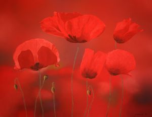 Exposition Exposition